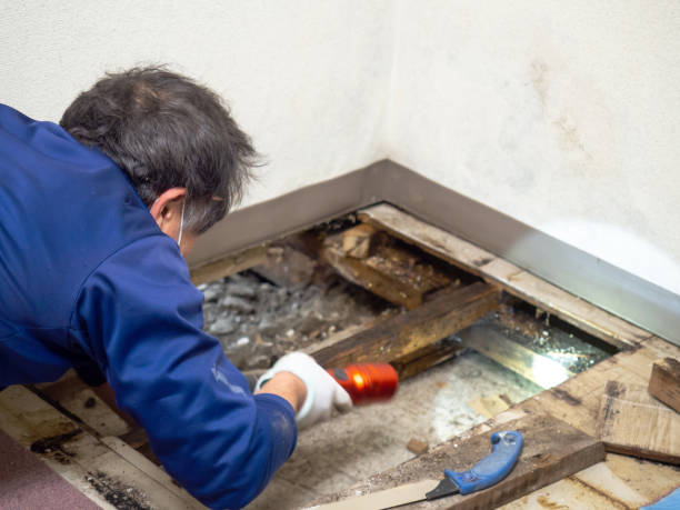 Professional Mold Removal in Claypool Hill, VA