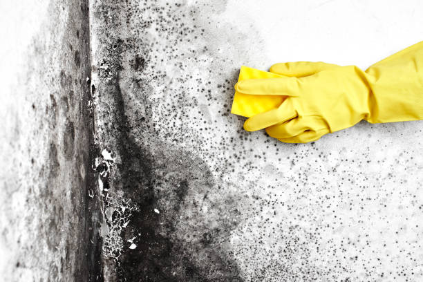 Best Residential Mold Removal  in Claypool Hill, VA