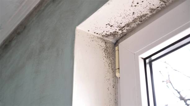 Best Crawl Space Mold Removal  in Claypool Hill, VA