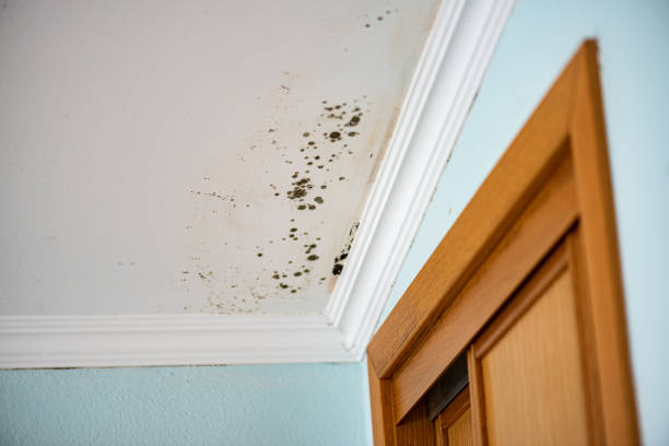 Best Mold Damage Repair  in Claypool Hill, VA