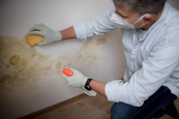 Best Home Mold Removal  in Claypool Hill, VA