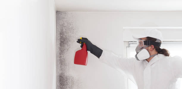 Best Toxic Mold Removal  in Claypool Hill, VA