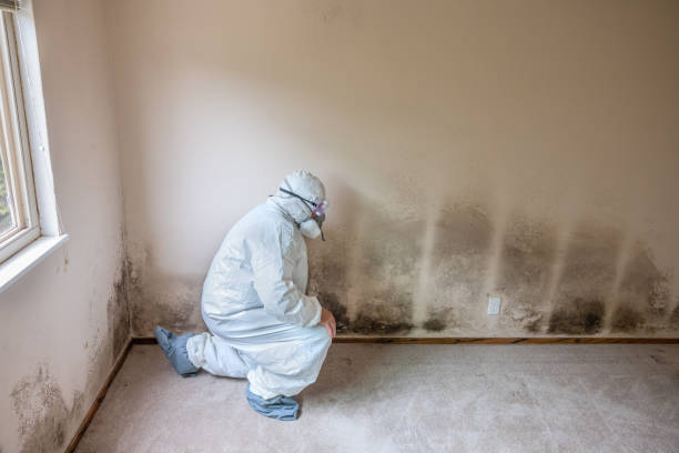 Best Emergency Mold Removal  in Claypool Hill, VA
