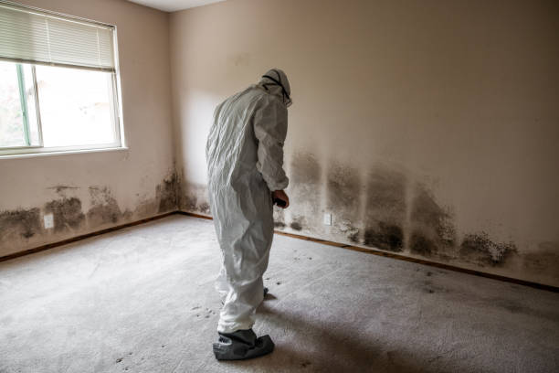 Best Affordable Mold Removal  in Claypool Hill, VA
