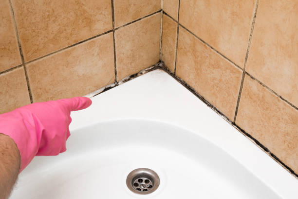 Best Residential Mold Removal  in Claypool Hill, VA